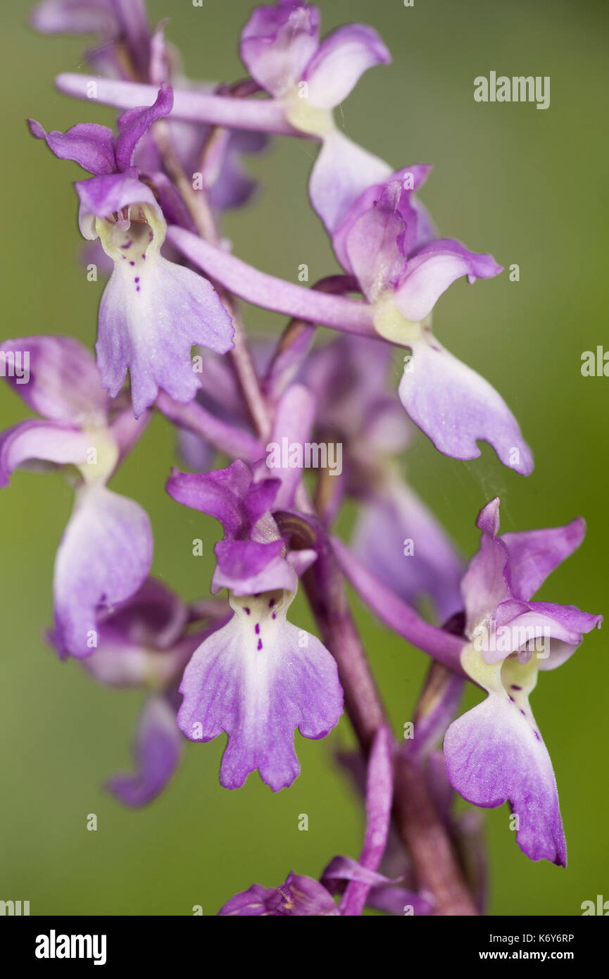 Inizio purple orchid, Orchis mascula, stockbury collina bosco, kent Wildlife Trust, Regno Unito Foto Stock