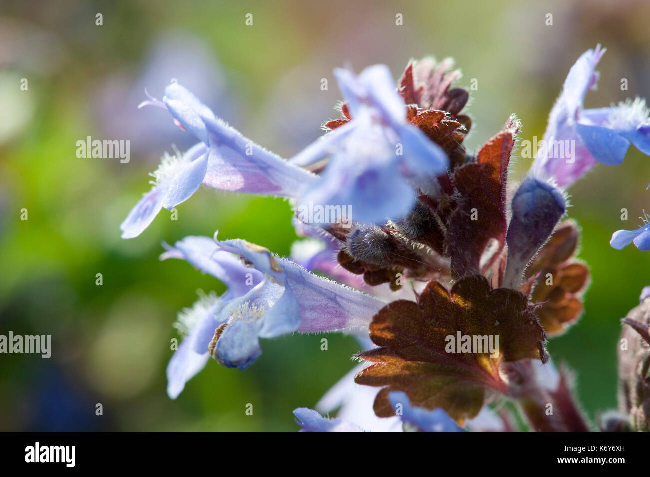La massa di edera glechoma hederacea, kent, Regno Unito, close up fiore, viola, blu Foto Stock