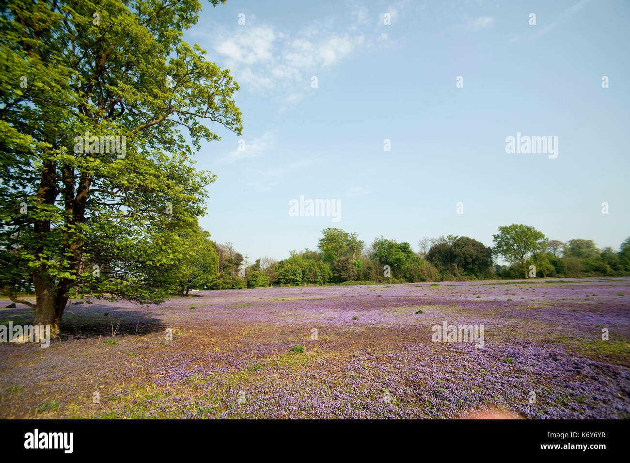Campo di massa di edera glechoma hederacea, kent, Regno Unito Foto Stock