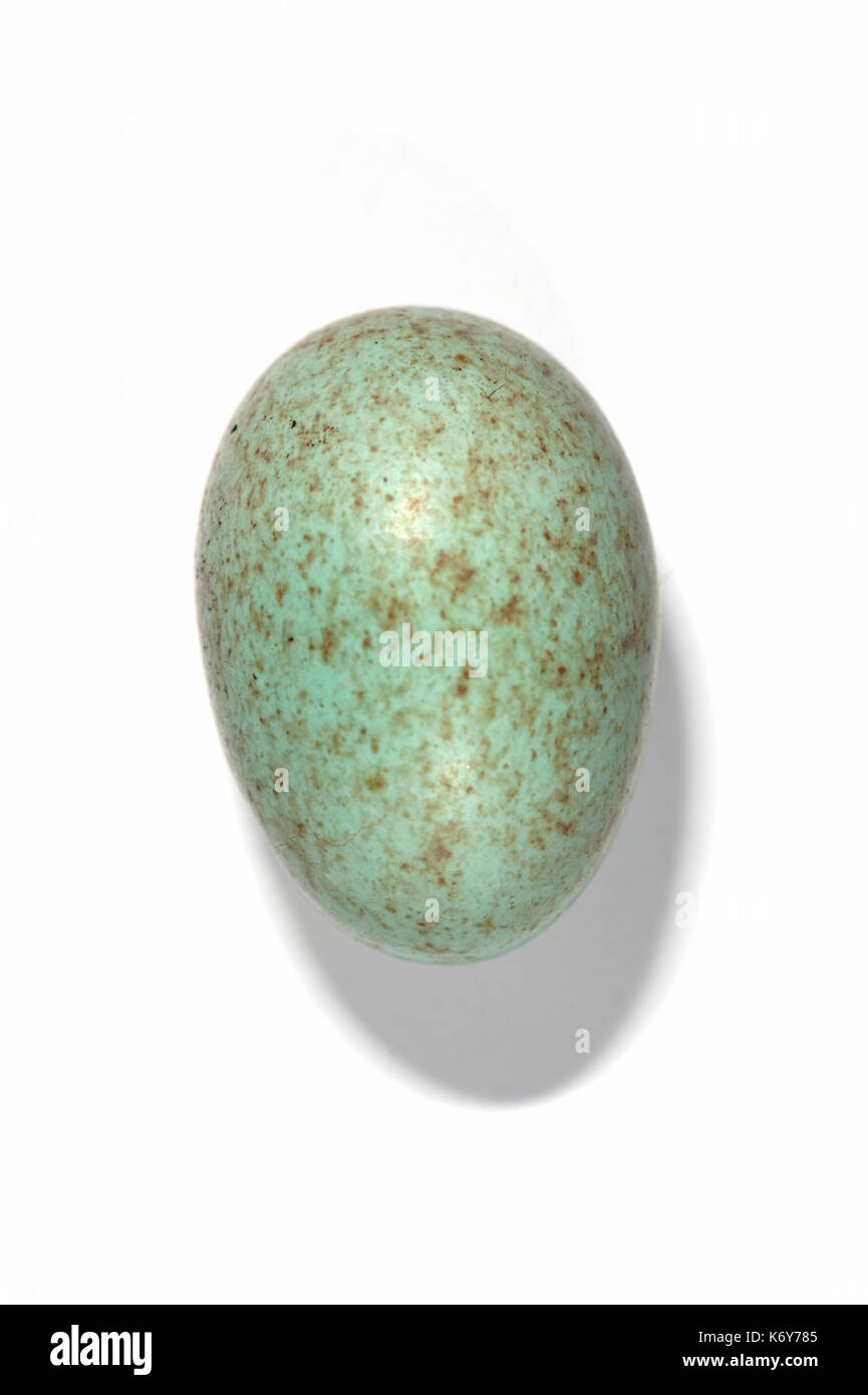 Merlo comune uovo, turdus merula, UK, tagliate, su sfondo bianco, studio, liscia, lucida le uova sono luce blu verdastro con marrone rossastro macchie, un Foto Stock