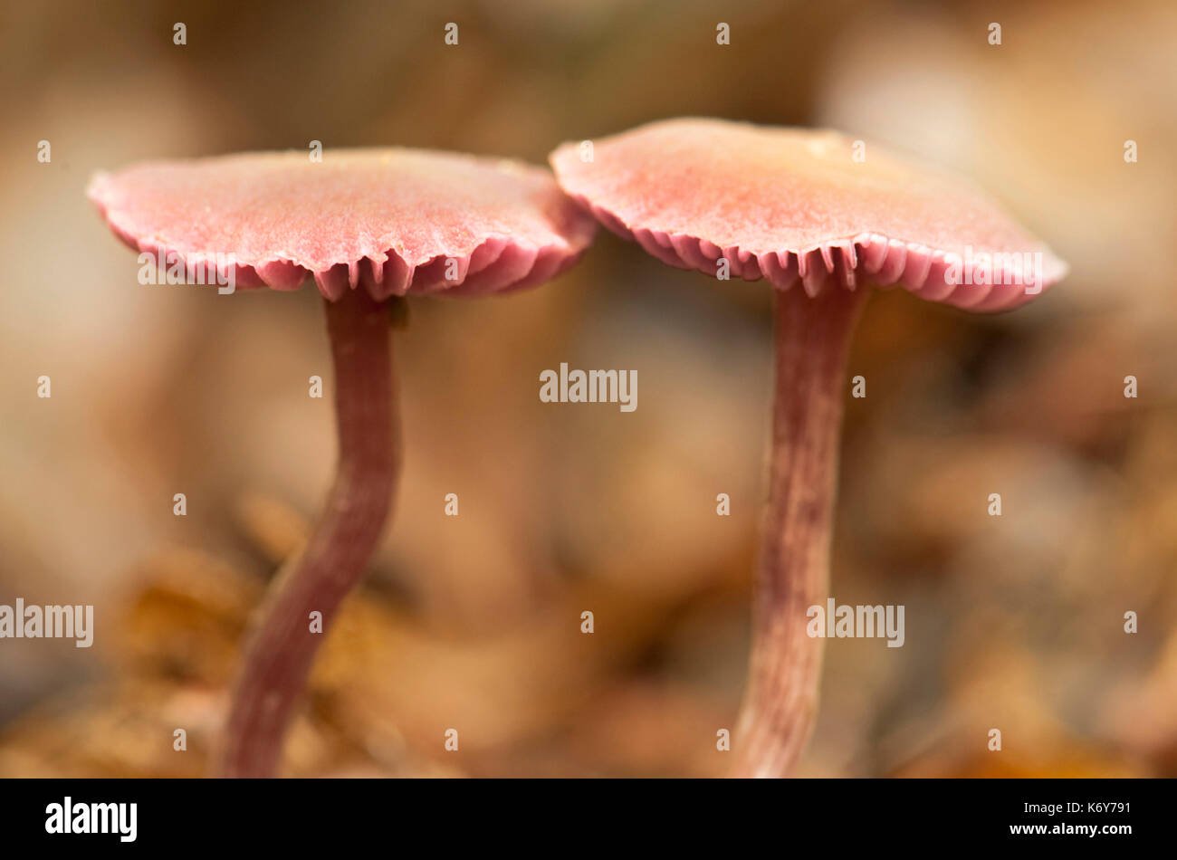 Lilac cofano, mycena pura, thornden boschi, kent, Regno Unito, Forest Floor, autunno Foto Stock