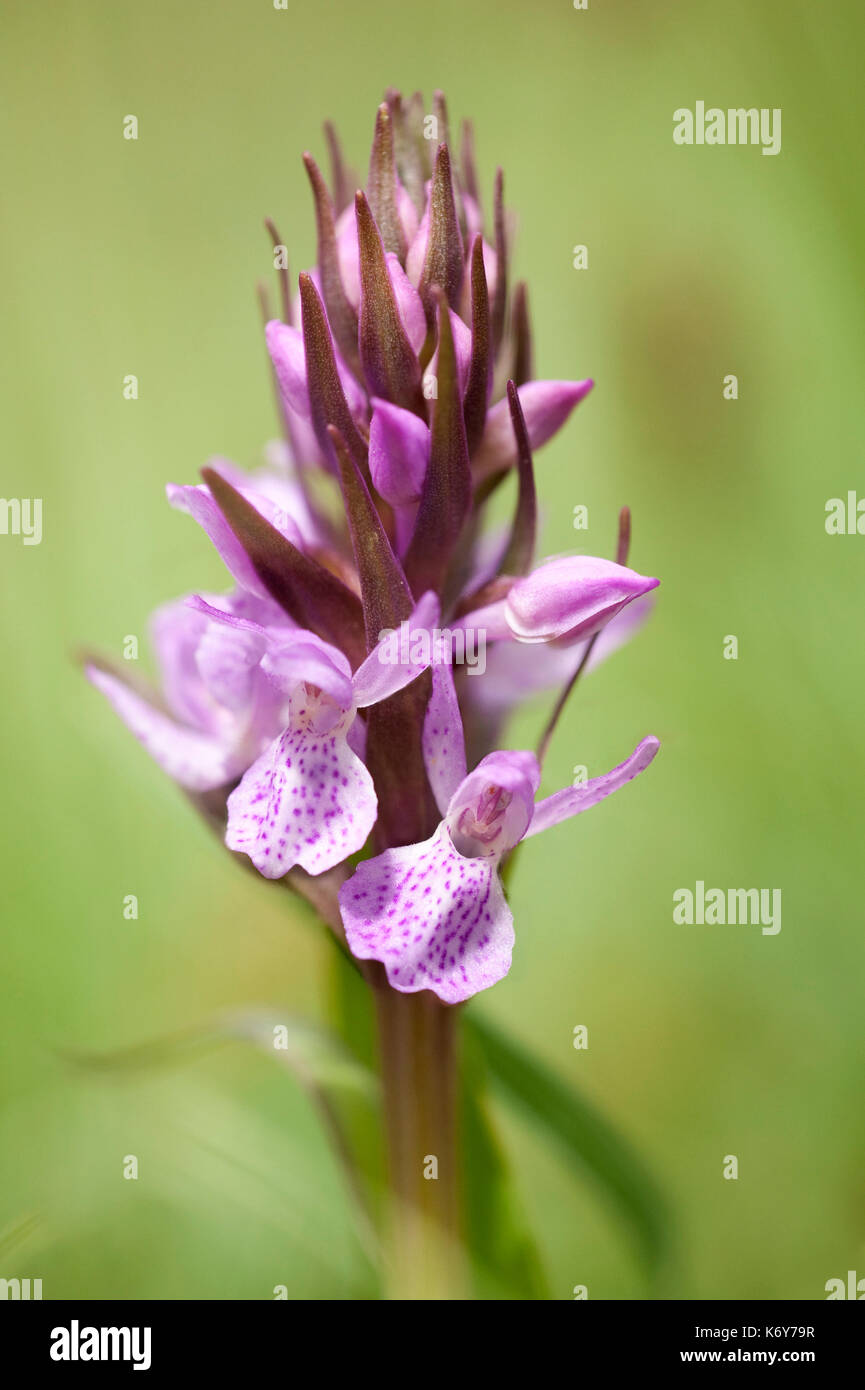 Avvistato comune, orchidea Dactylorhiza fuchsii, monkton riserva naturale, kent, Regno Unito Foto Stock