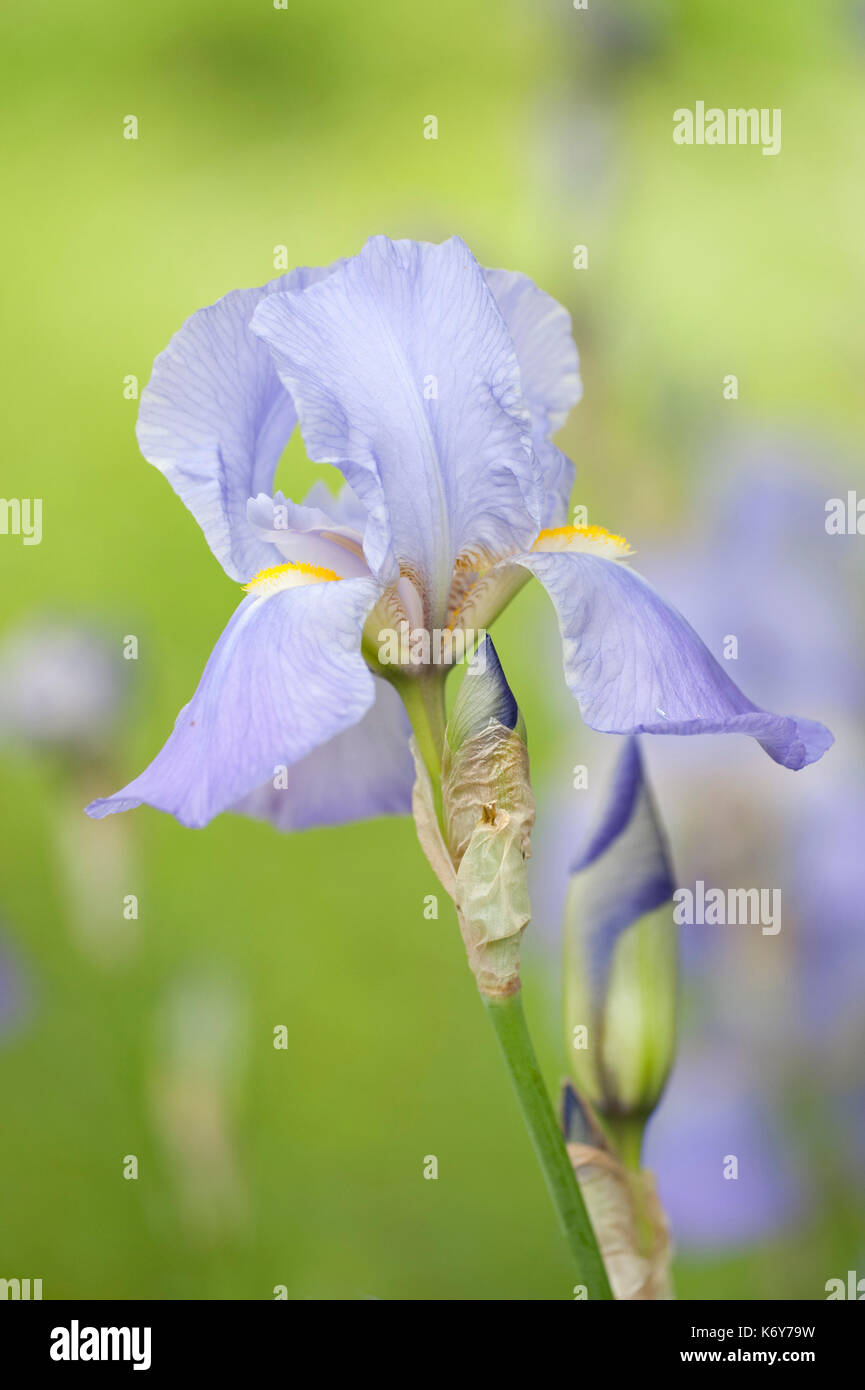 Bandiera viola iris, iris Versicolor, monkton riserva naturale, kent, Regno Unito, crescendo a fianco di stagno Foto Stock