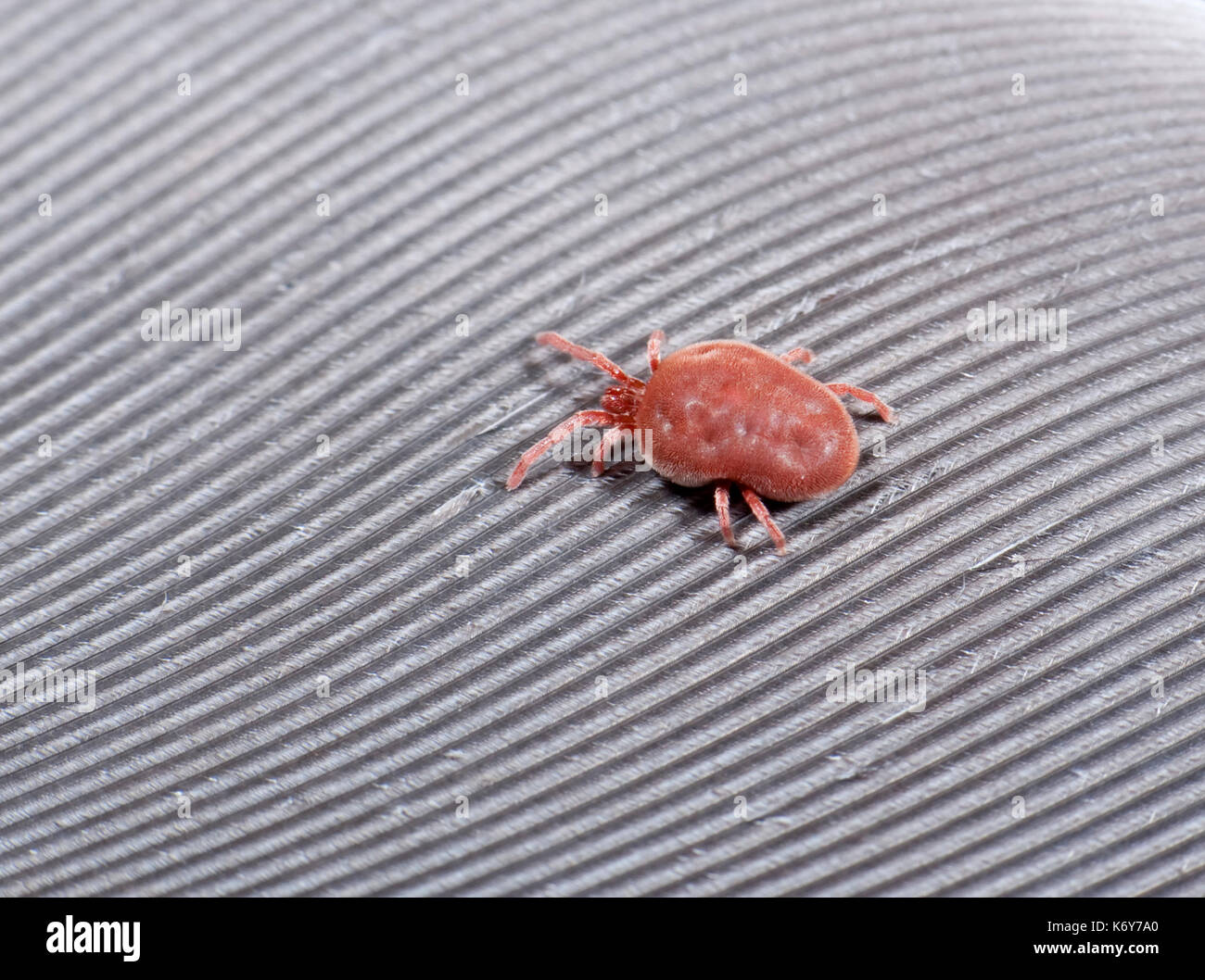 Acaro rosso, Tetranychus urticae, monkton riserva naturale, kent, Regno Unito, giardino di Pest, estremamente polyphagous. Essa può alimentare su centinaia di piante, includi Foto Stock