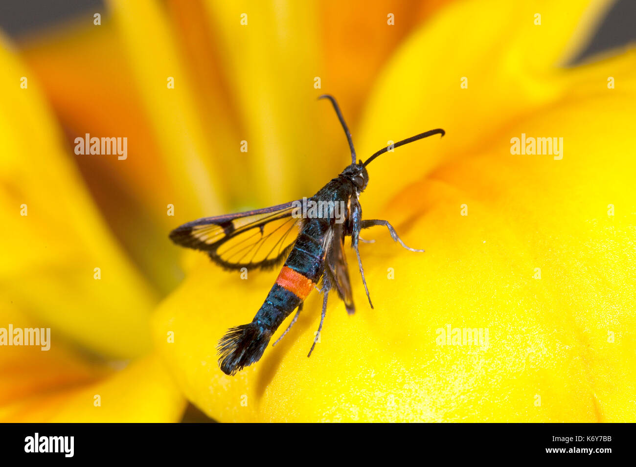 Red belted clearwing tarma synanthedon myopaeformis, kent, Regno Unito, giardino, larve vive al di sotto della corteccia di vecchi alberi da frutto, specialmente apple (malus), falene Foto Stock