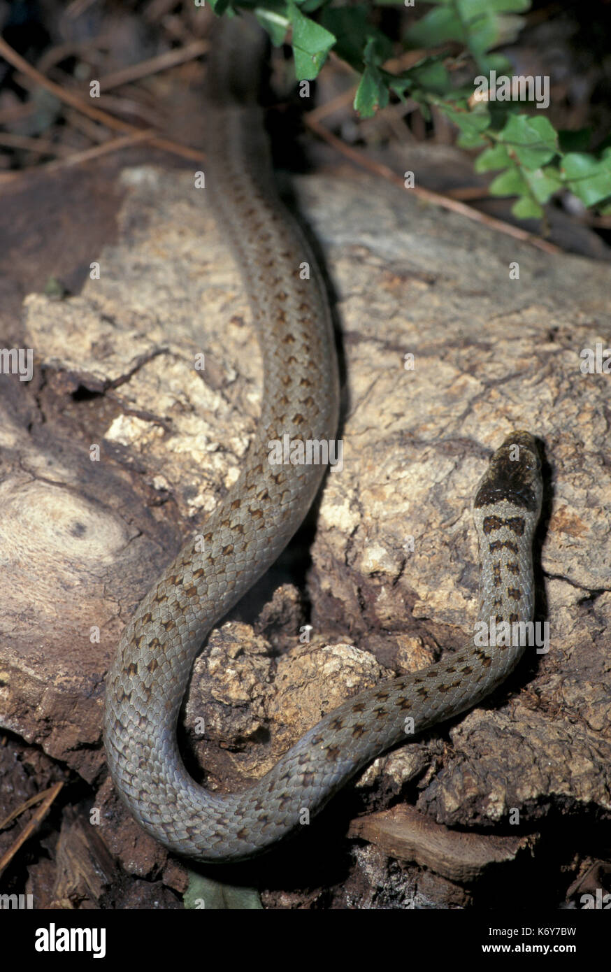 Smooth snake, Coronella austriaca , uk, non colubrid velenosi delle specie che si trovano in Europa settentrionale e centrale, Regno Unito più rari del rettile nativo Foto Stock