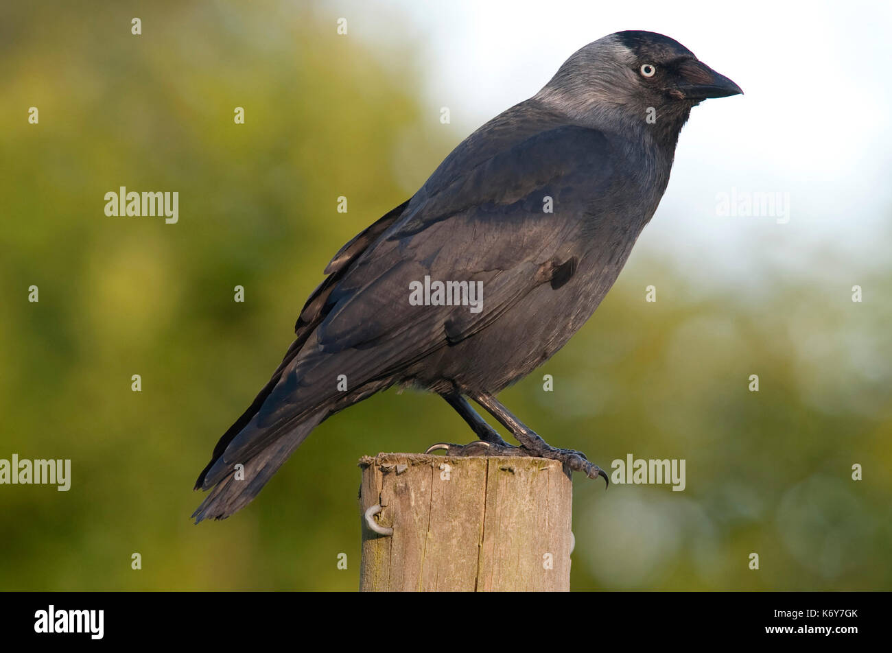 Taccola Corvus monedula, il castello di Leeds motivi, Kent REGNO UNITO, appollaiato sul post, piccolo, corvo nero con un segno distintivo di lucentezza argentea al retro della sua testa un Foto Stock