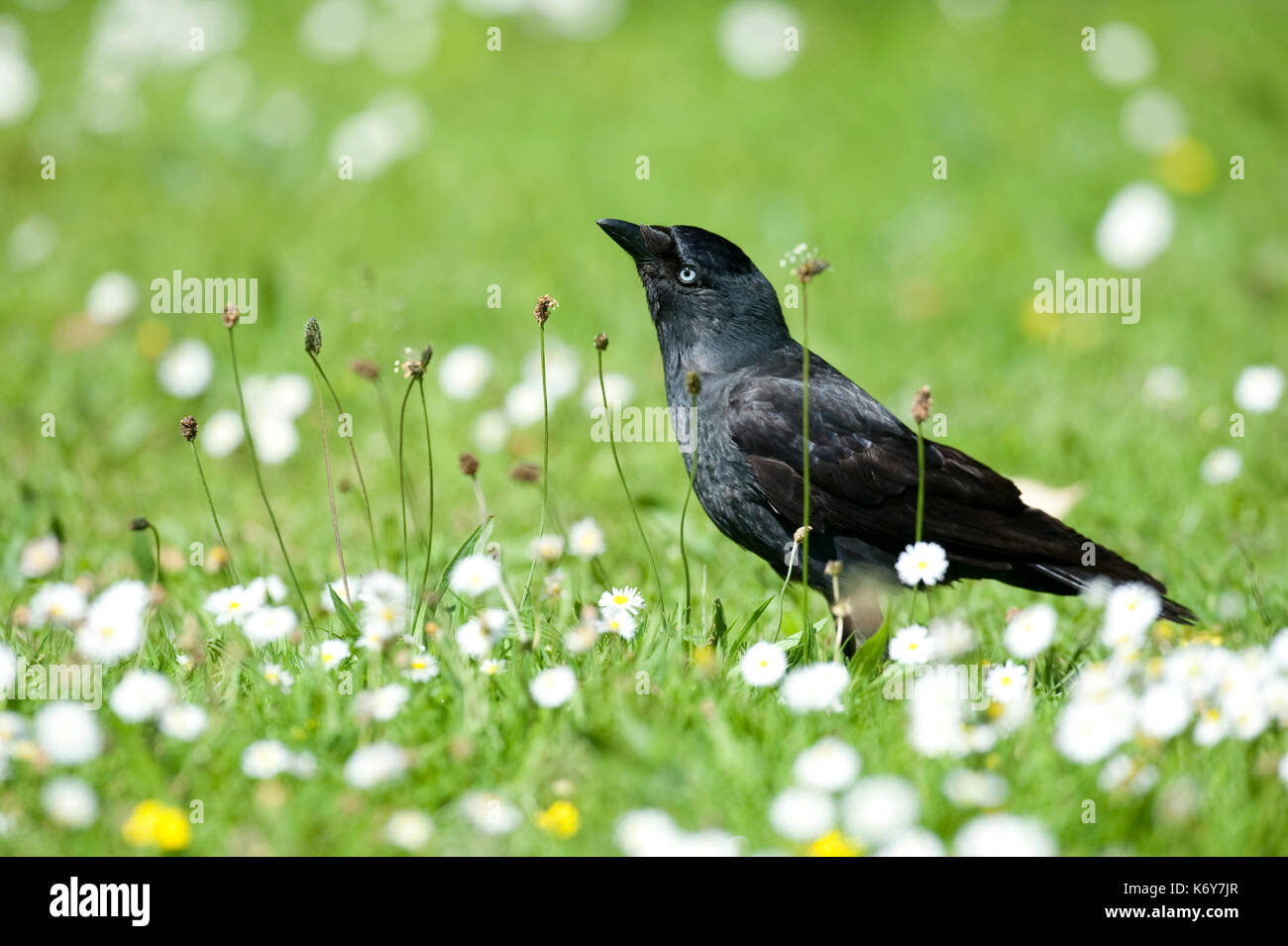 Taccola Corvus monedula, Barnes, Londra, Regno Unito, stando in piedi in erba e fiori a margherita, piccolo, corvo nero con un segno distintivo di lucentezza argentea al retro di io Foto Stock