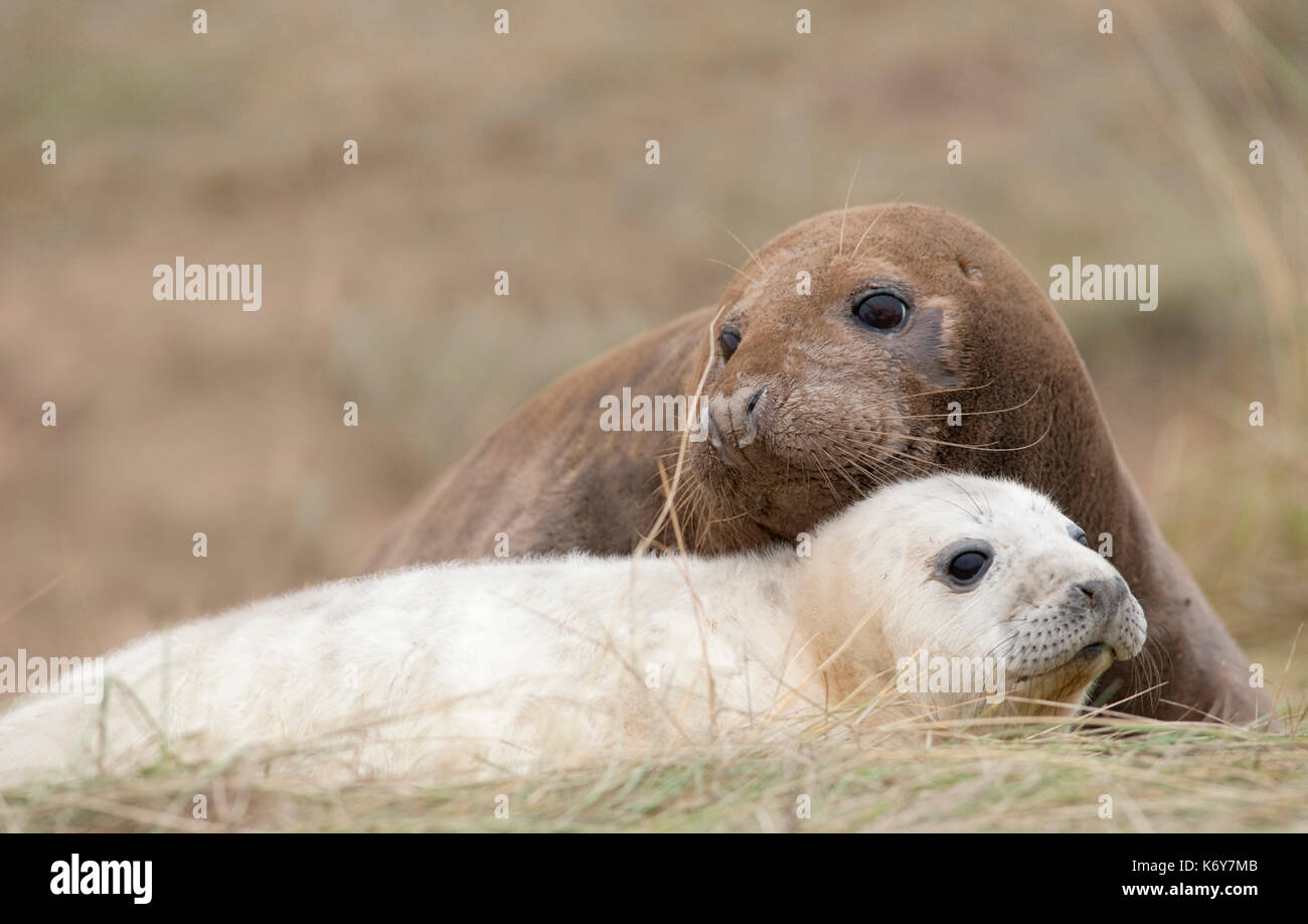 Guarnizione Grigio Femmina Con Giovani Pup Halichoerus Grypus Donna Nook Riserva Naturale Nazionale Lincolnshire Regno Unito Significato Agganciato Dal Naso Di Maiale Di Mare Vero E Proprio Sigillo Gr Foto Stock