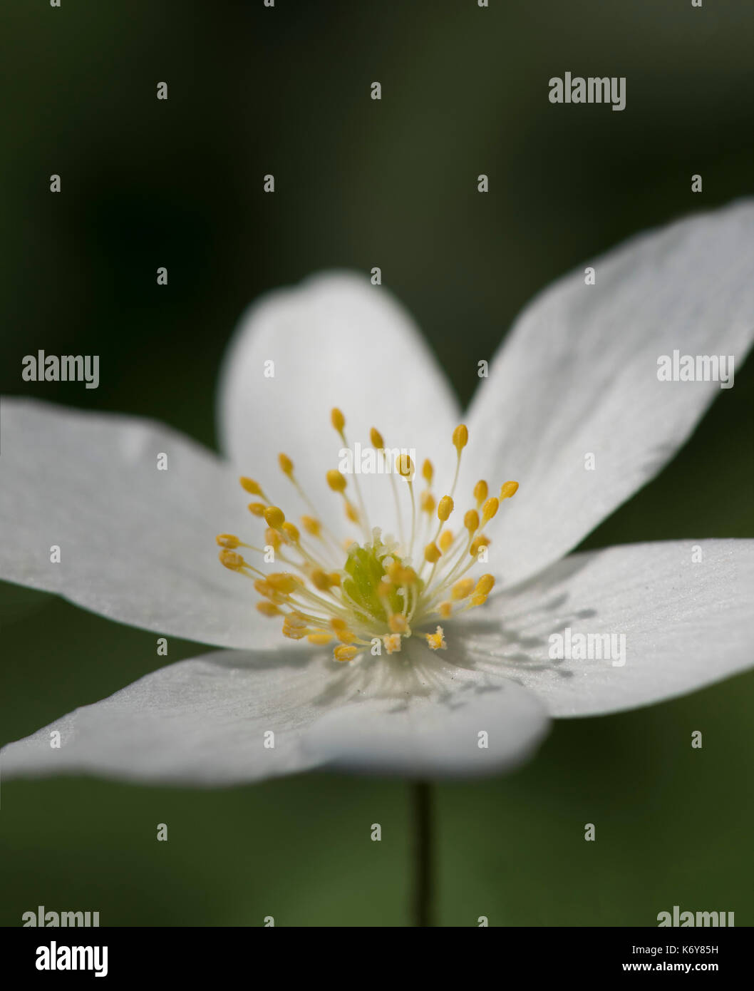 Anemone legno, Anemone nemorosa ,, banca yockletts, kent, Regno Unito, Foto Stock