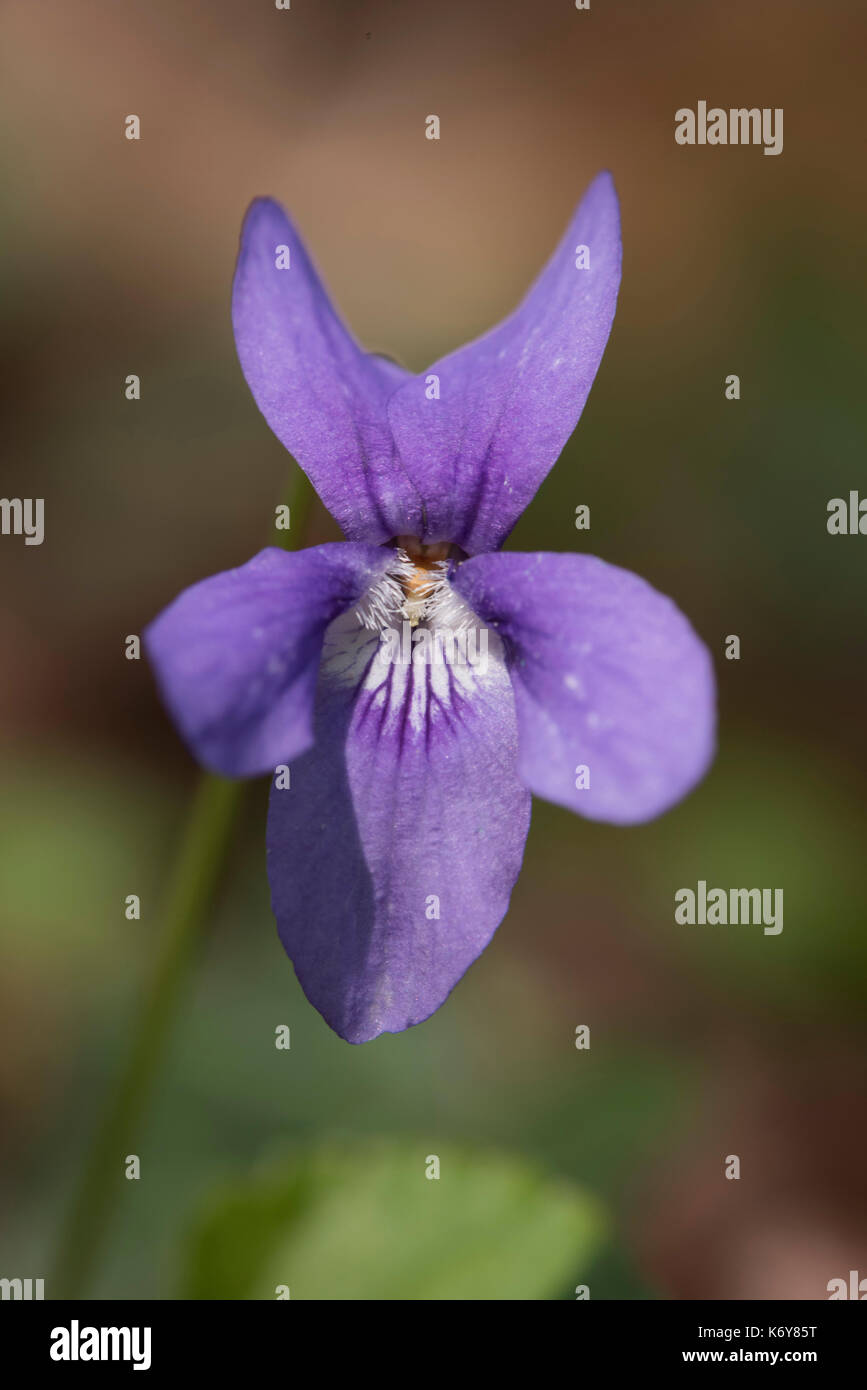 Cane comune viola, viola riviniana, banca yockletts, kent, Regno Unito, kent, Regno Unito, crescendo nel bosco Foto Stock