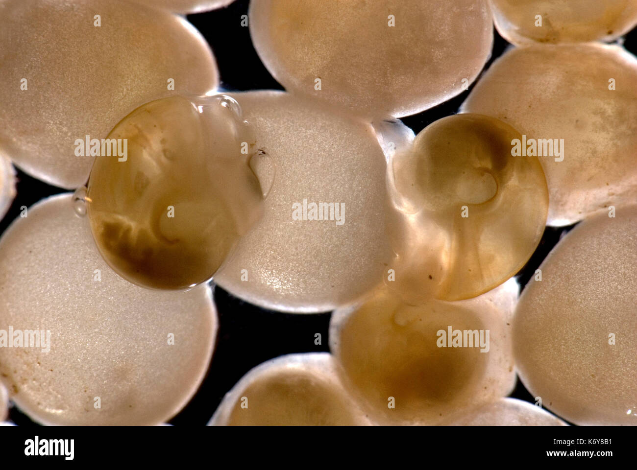 Giardino lumaca, Helix Aspersa, appena nati da uova, trasparente giardino animali mollusco natura la notte di Pest wildlife appena tratteggiato lumaca di giardino Foto Stock