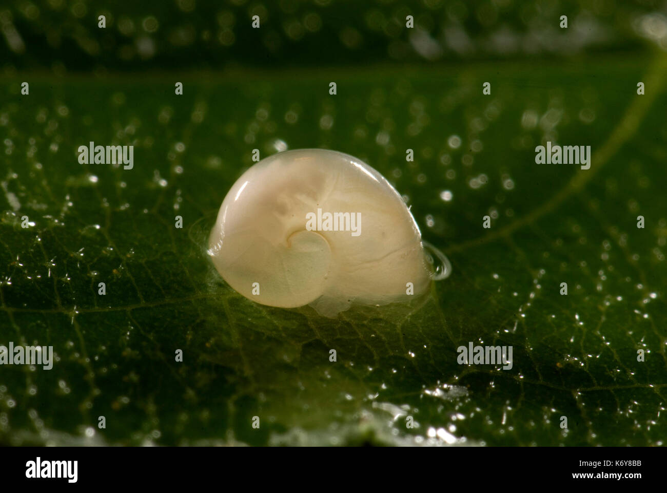 Giardino lumaca, Helix Aspersa, appena nati da uova, trasparente giardino animali mollusco natura la notte di Pest wildlife appena tratteggiato lumaca di giardino Foto Stock