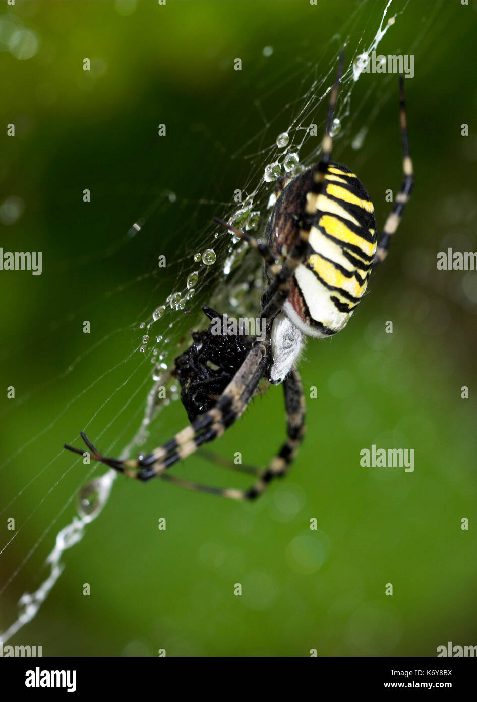 Wasp spider, argiope bruennichi, su weban specie introdotte per il Regno Unito, si sta diffondendo in tutto il paese, nero a strisce gialle Foto Stock