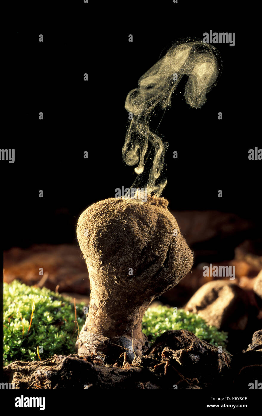 Puff ball funghi lycoperdon perlatum, UK, dando off spore, raindrop causato il rilascio di spore Foto Stock
