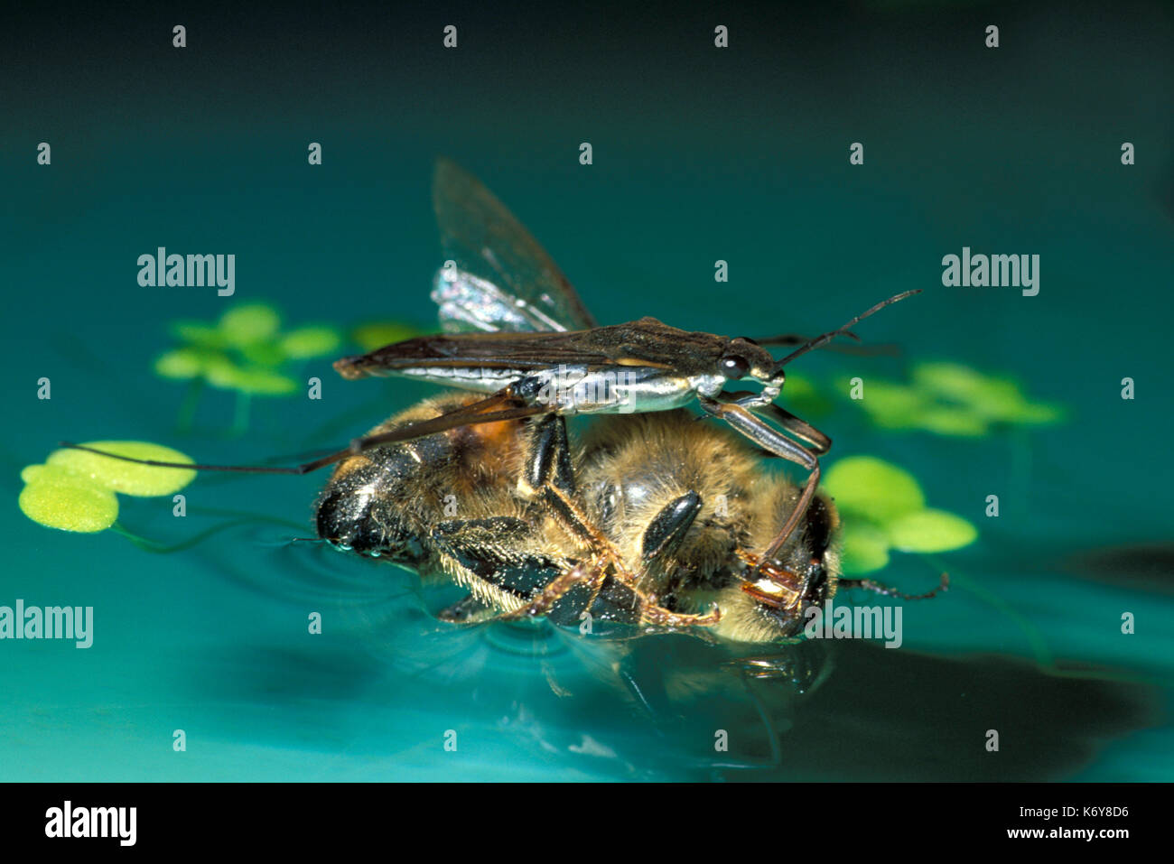 Pond skater, gerris lacutris, sul laghetto di acqua di alimentazione di superficie su fly preda regno unito Foto Stock