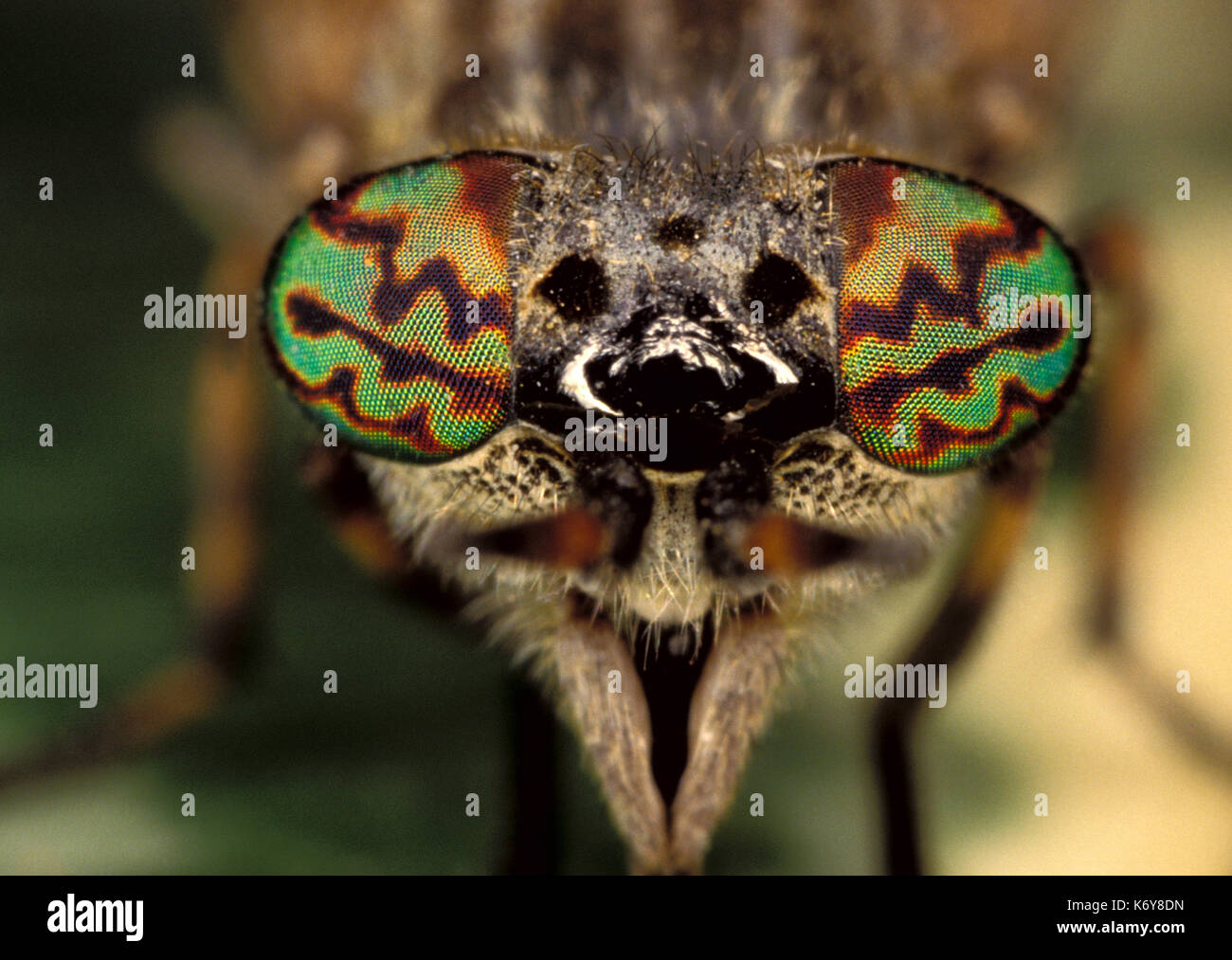 Close up horsefly, tabanus sp. uk, mostrando occhio composto e pattern colorati, vero fly Foto Stock