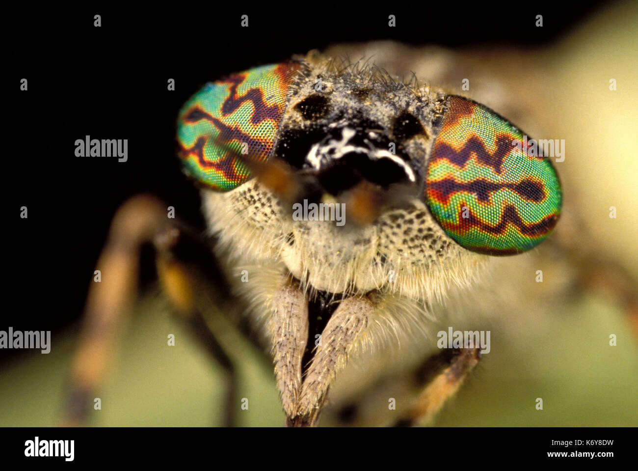 Close up horsefly, tabanus sp. uk, mostrando occhio composto e pattern colorati, vero fly Foto Stock
