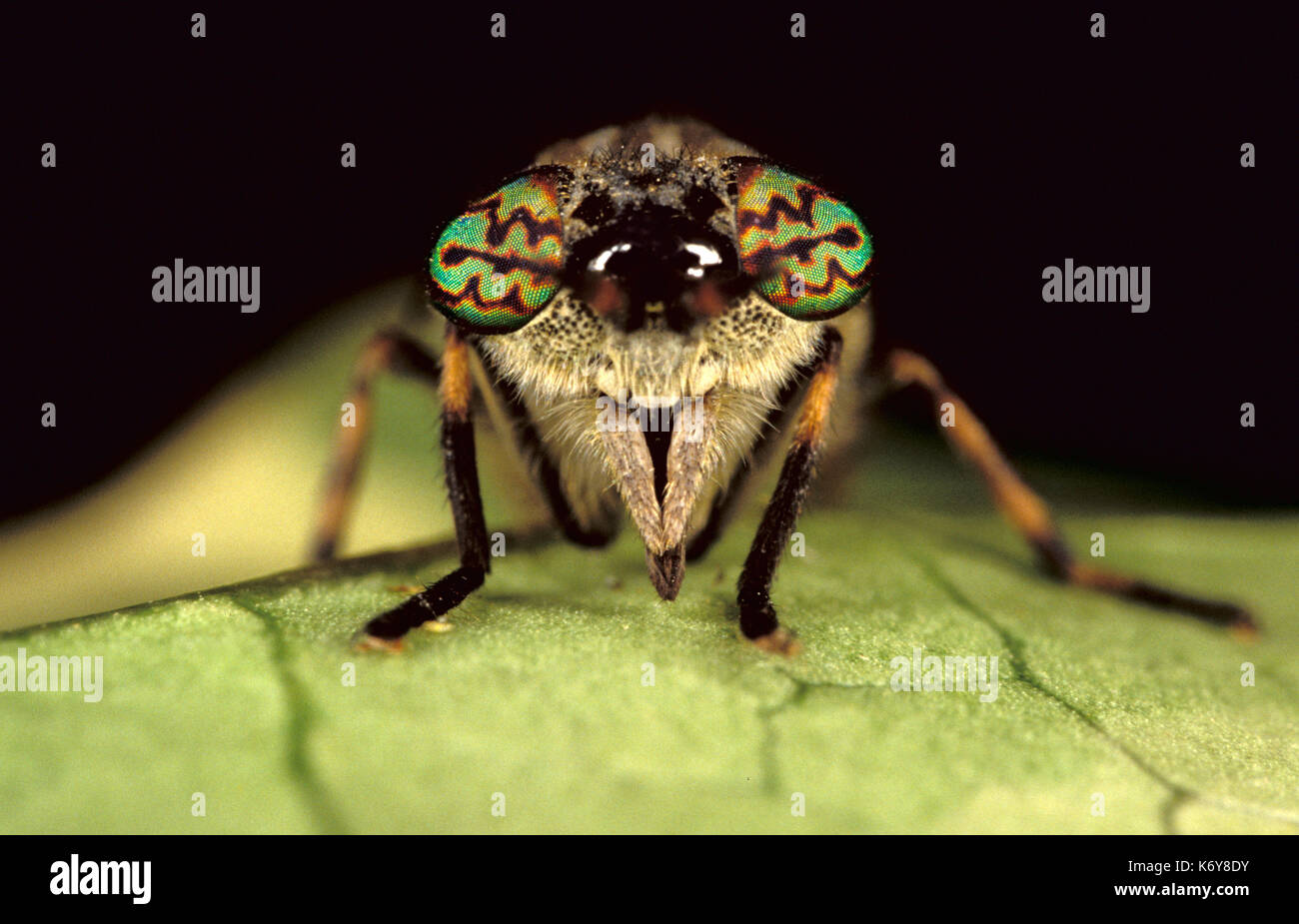 Close up horsefly, tabanus sp. uk, mostrando occhio composto e pattern colorati, vero fly Foto Stock