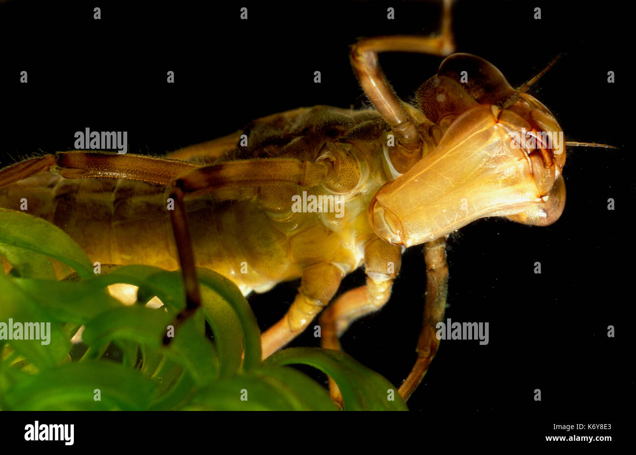 L'imperatore dragonfly larve, anax imperator, uk subacquea, Hawker, stagno, che mostra l'estensione della mascella inferiore che spara fuori per la cattura della preda Foto Stock