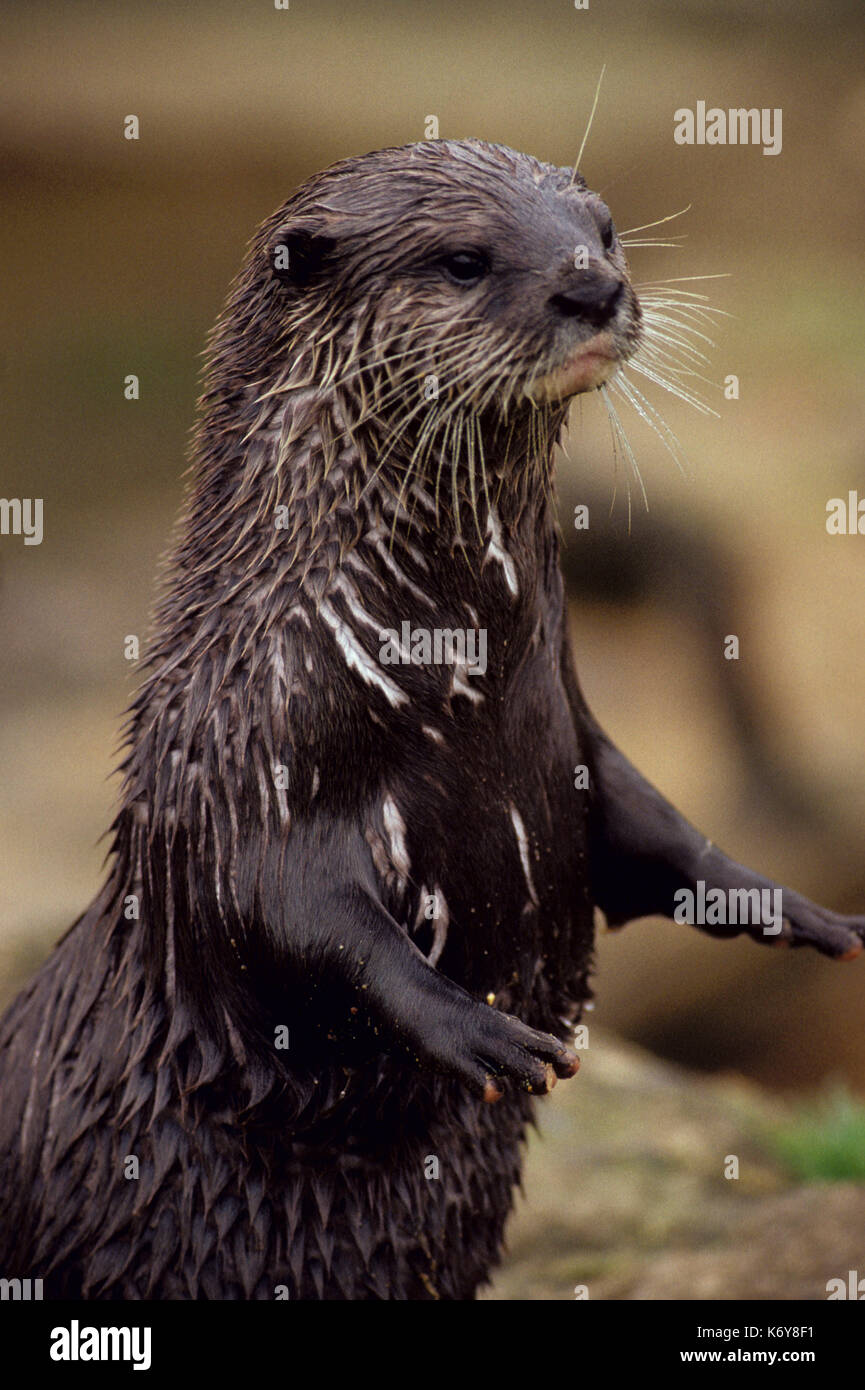 Lontra Lutra lutra permanente sulla schiena gambe, di rivestimento umido. Regno Unito. animale. ritratto animale. comportamento. british uk specie. mammiferi. natura. la fauna selvatica Foto Stock