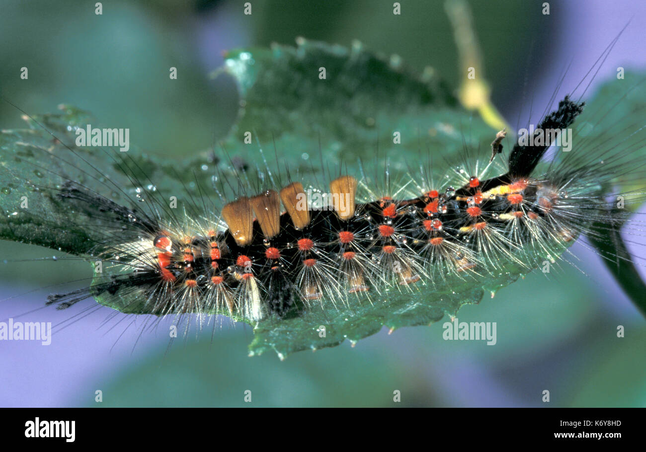 Vaporer tarma orgyia antigua, UK, Caterpillar, larve hairy Foto Stock