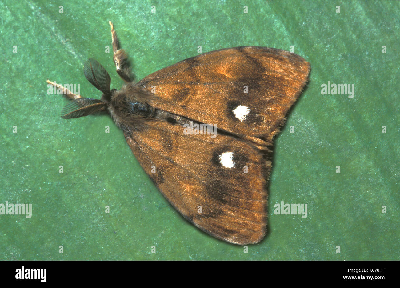 Vaporer tarma orgyia antigua, UK, maschio adulto Foto Stock