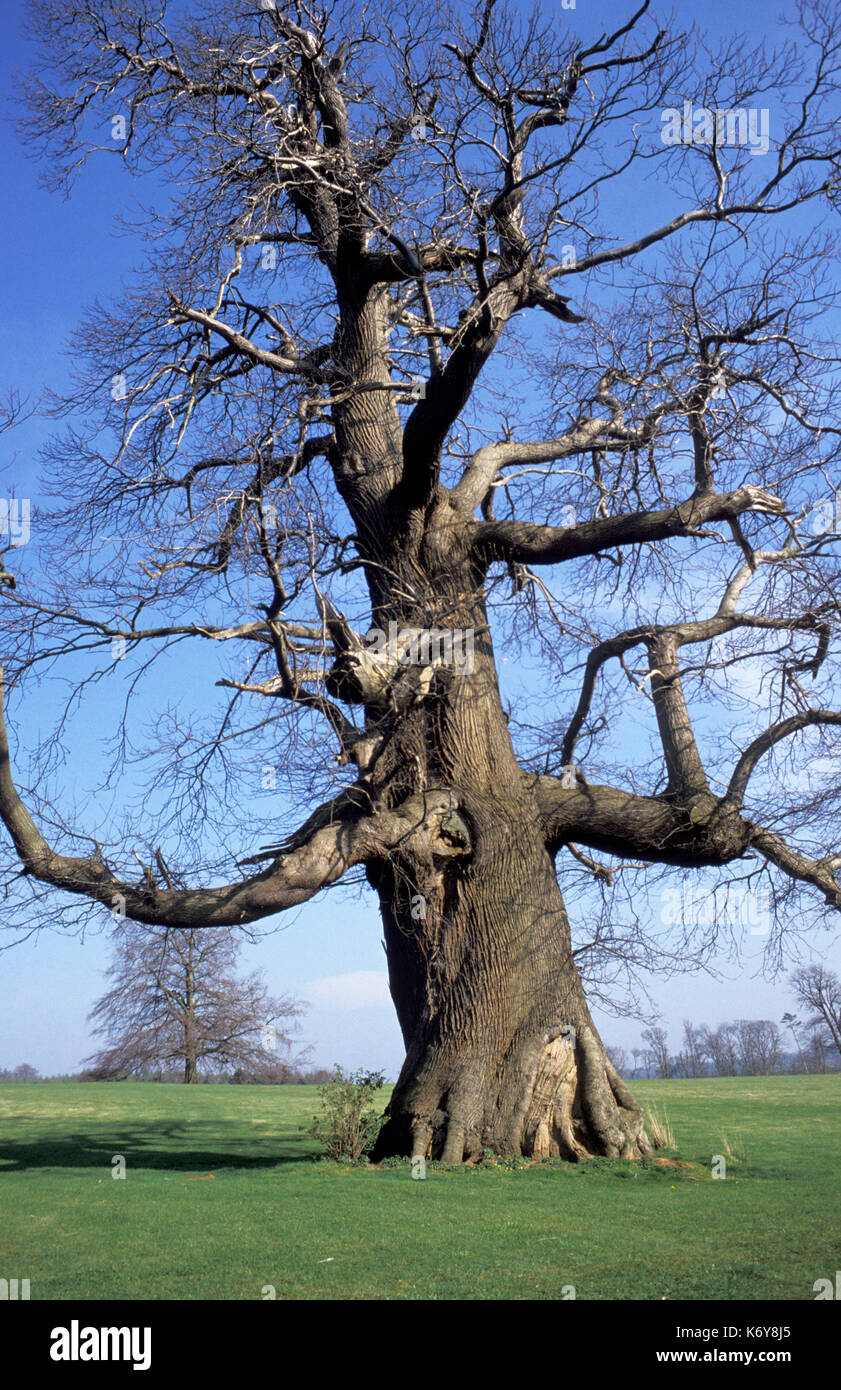 Dolce castagno castanea sativa, UK, inverno, vecchio albero Foto Stock