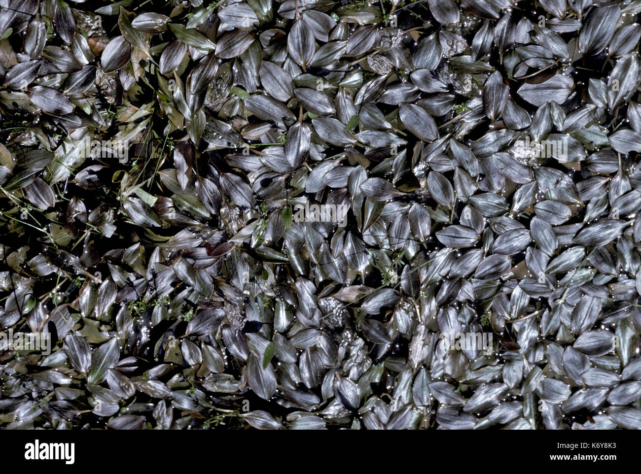 Ampia lasciava pond erbaccia, potamogeton natans, Regno Unito Foto Stock
