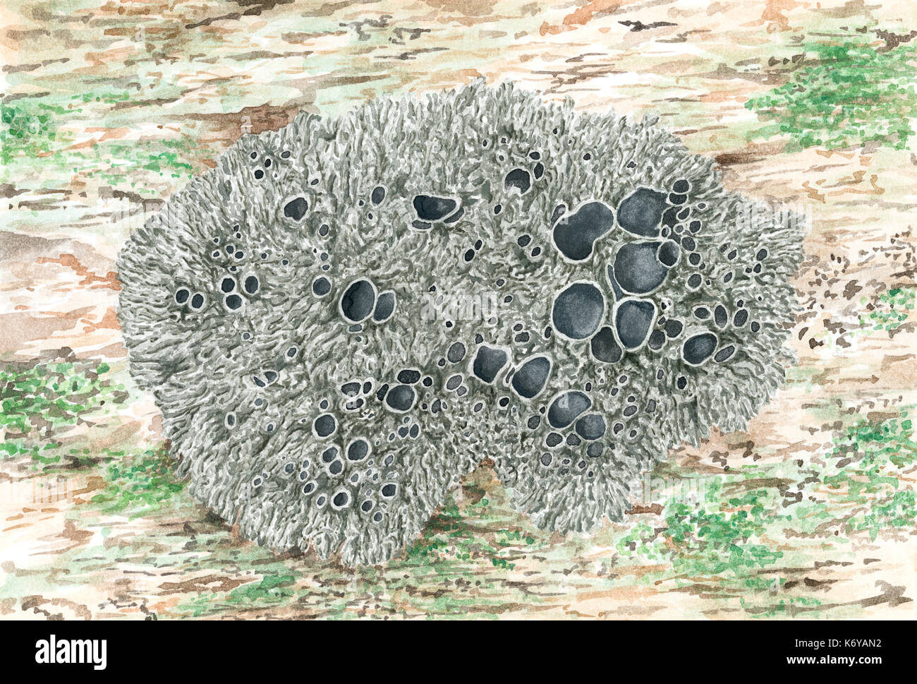 Disegno di un foliose lichen Xanthoparmelia conspersa (Pepati rock-shield). Acquerello su carta ruvida. Foto Stock