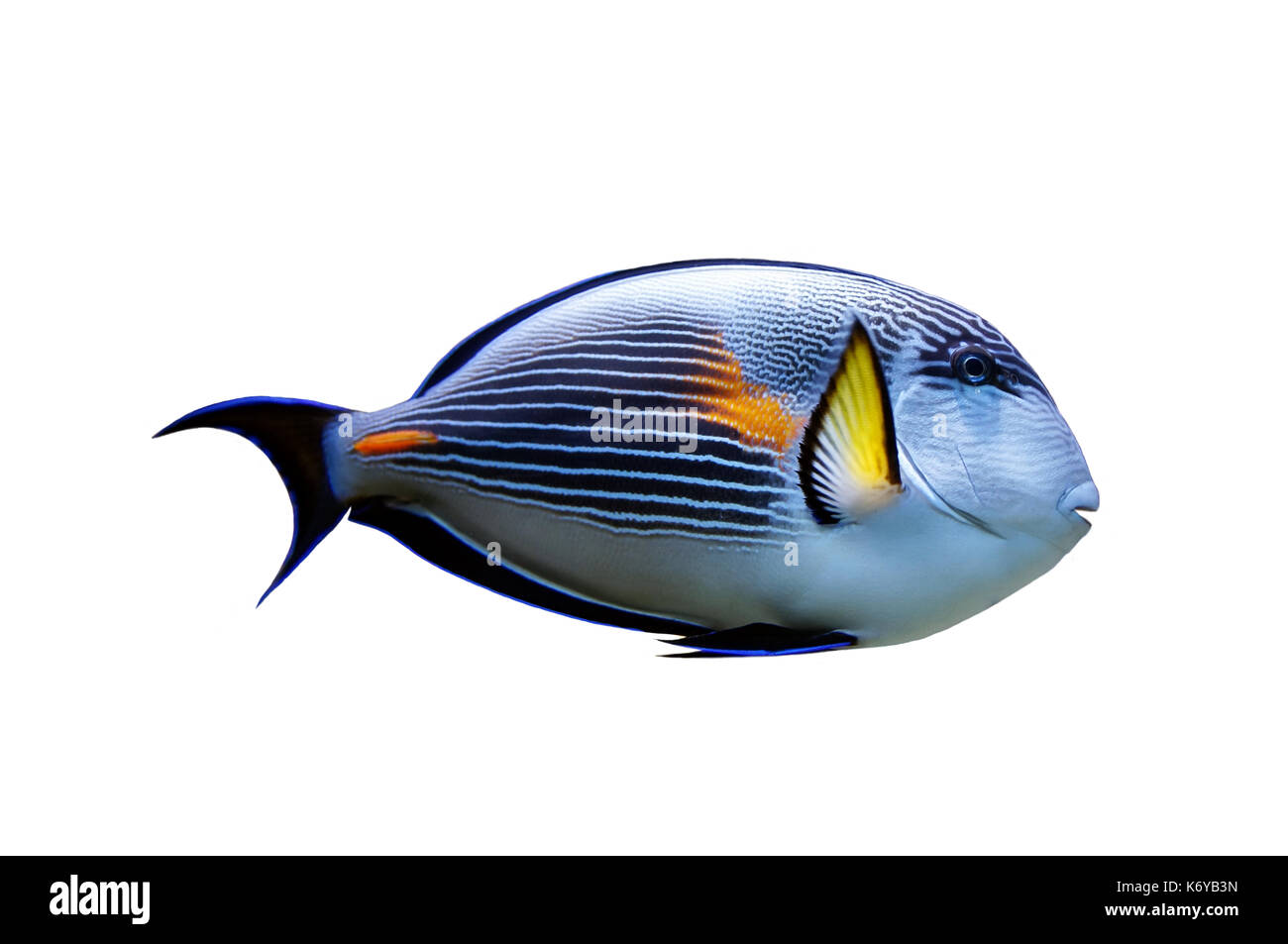 Pesce pappagallo isolato. pesce tropicale su sfondo bianco Foto Stock