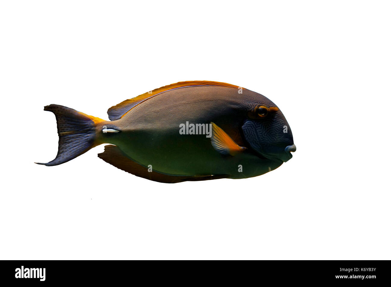 Pesce tropicale : Acanthuridae, isolato su sfondo bianco Foto Stock