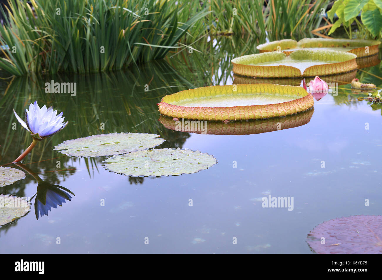 Nenuphars (Nymphaea caerulea) giacenti sulle calme acque Foto Stock