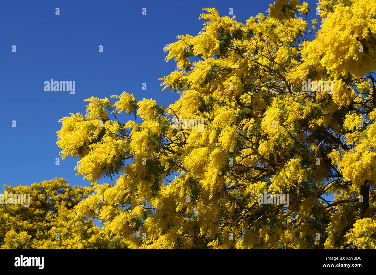 In costa azzurra in inverno , la Mimosa (Acacia pianta) pensa ancora è estate come esso ha usato essere nel suo padre terre dell'emisfero meridionale. Foto Stock