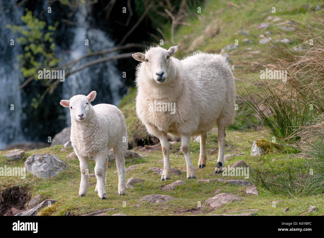 Due le pecore di montagna, una pecora e un agnello in piedi su un prato di fronte ad una cascata nel Parco Nazionale di Brecon Beacons, Wales.Si tratta di un terreno comune Foto Stock