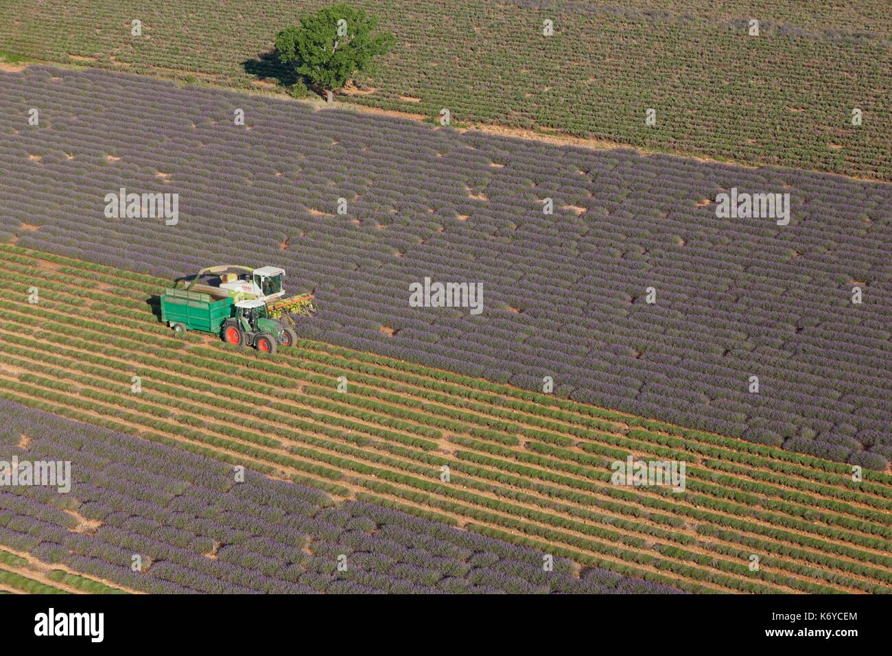 Francia, Alpes de Haute Provence, Verdon Parco Naturale Regionale, altopiano di Valensole, campo di lavanda tra Riez e Sainte Croix du Verdon, VENDEMMIA MECCANIZZATA (vista aerea) Foto Stock