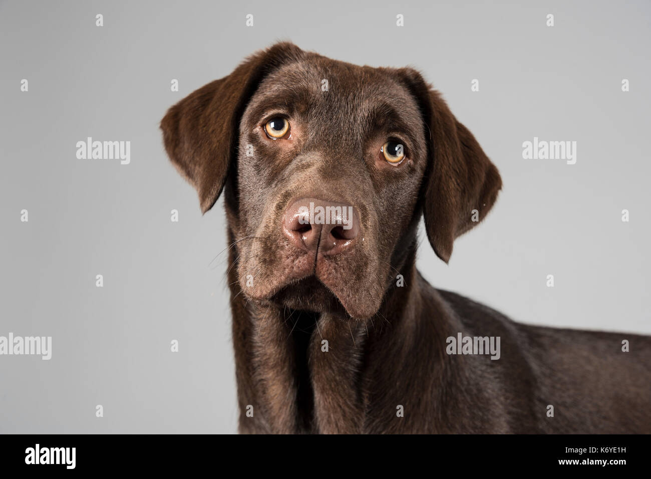 Ritratto di un cucciolo di cioccolato Labrador Retriever (femmina, 27 settimane) nel Regno Unito. Foto Stock