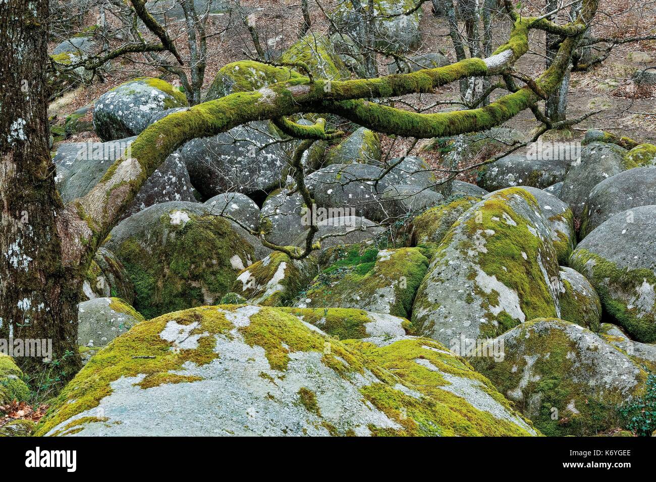 Francia, Tarn, Sidobre, Lacrouzette, Rochers river, i blocchi di granito in un fiume di inverno Foto Stock