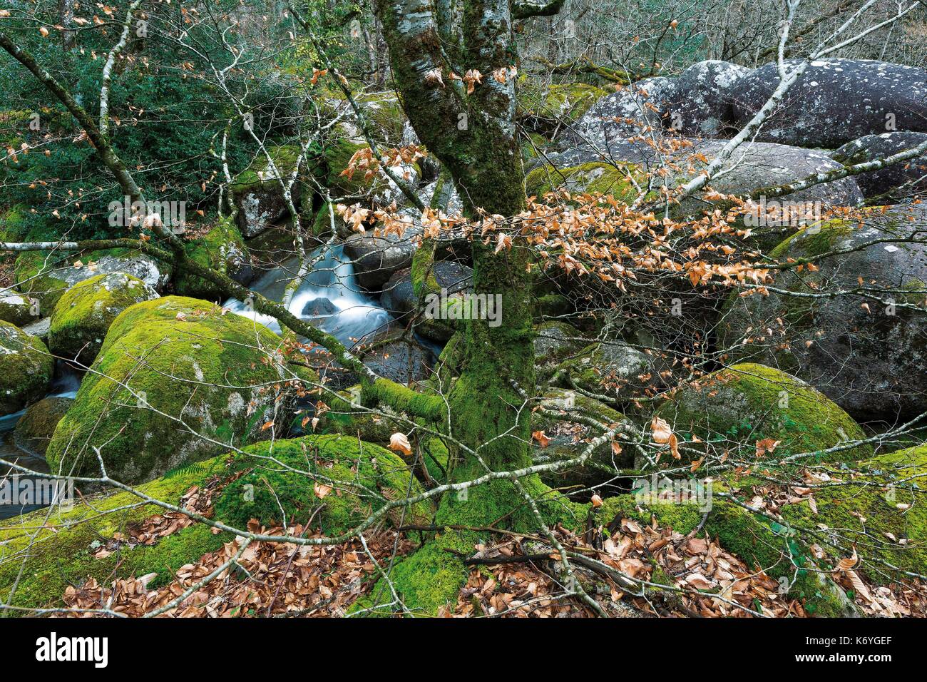 Francia, Tarn, Sidobre, Lacrouzette, Rochers river, i blocchi di granito in un fiume di inverno Foto Stock