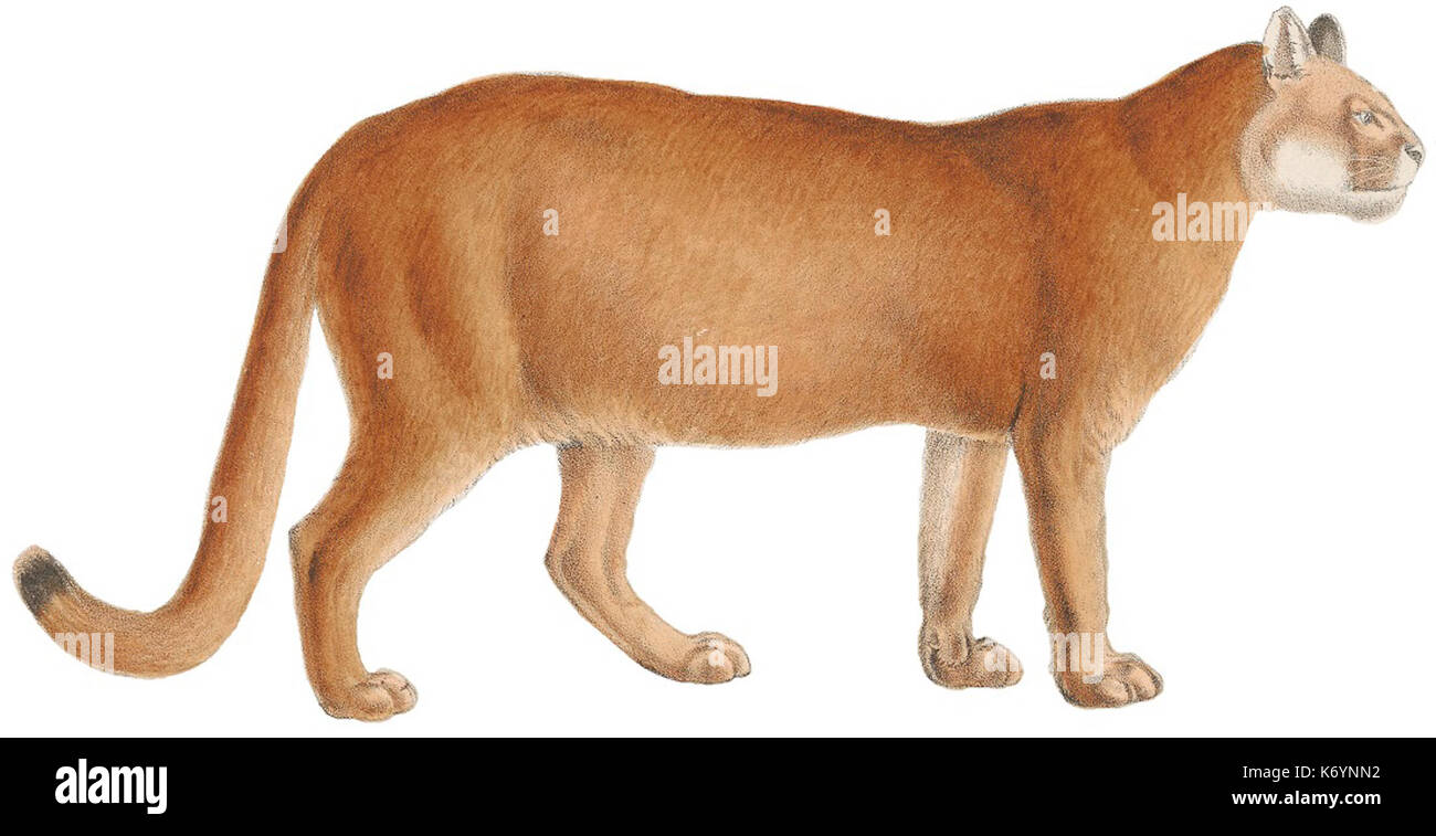 Felis concolor 1818 1842 Stampa Zoologica Iconographia Collezioni Speciali Università di Amsterdam (sfondo bianco) Foto Stock