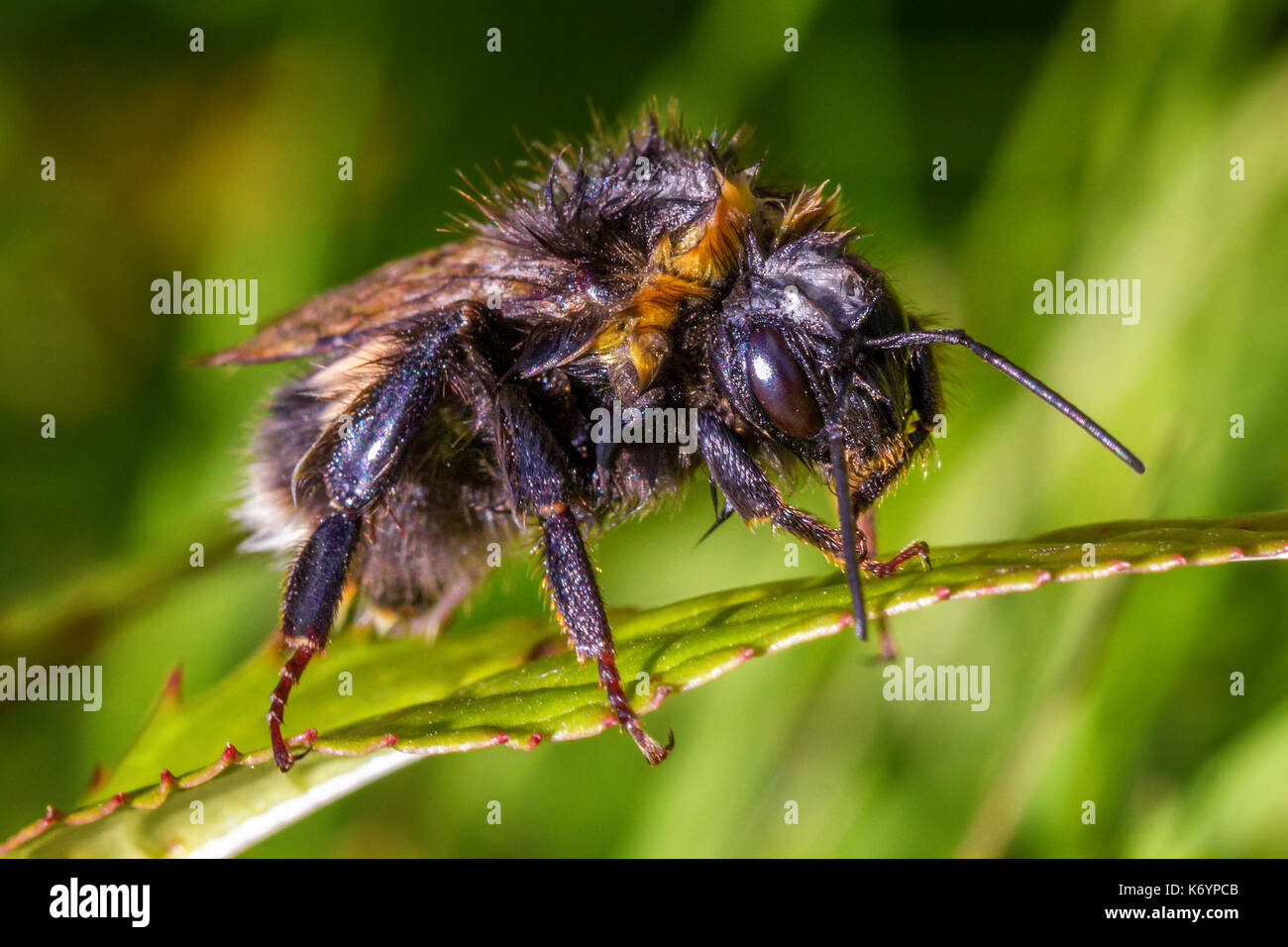 Questo sporco bee era occupato strofinando il suo pelo bagnato al sole dopo essere stato colto in una pesante pioggia. Regno Unito la fauna selvatica Foto Stock