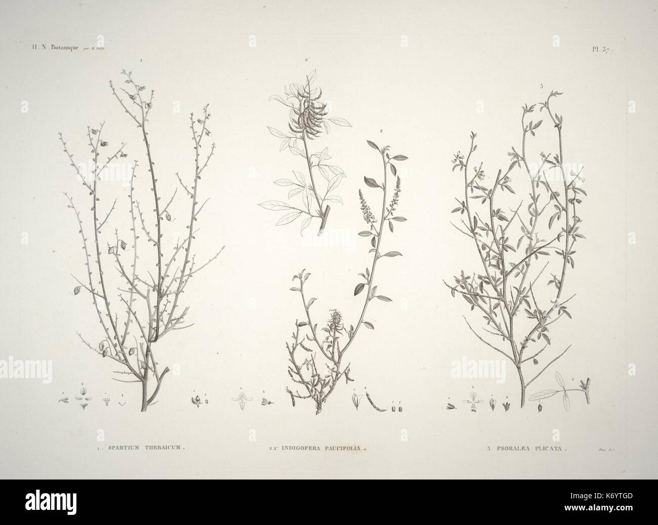 Flore d'Egypte (8267060720) Foto Stock