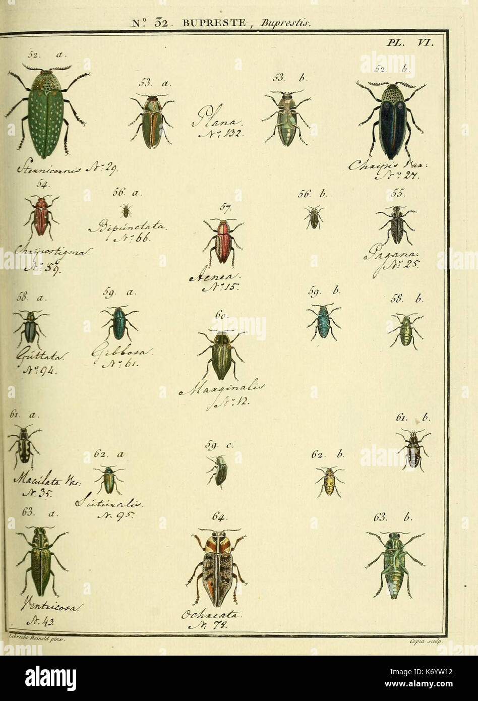 Entomologie, ou Histoire Naturelle des insectes (n. 32 Bupreste Pl. VI) (8112698272) Foto Stock