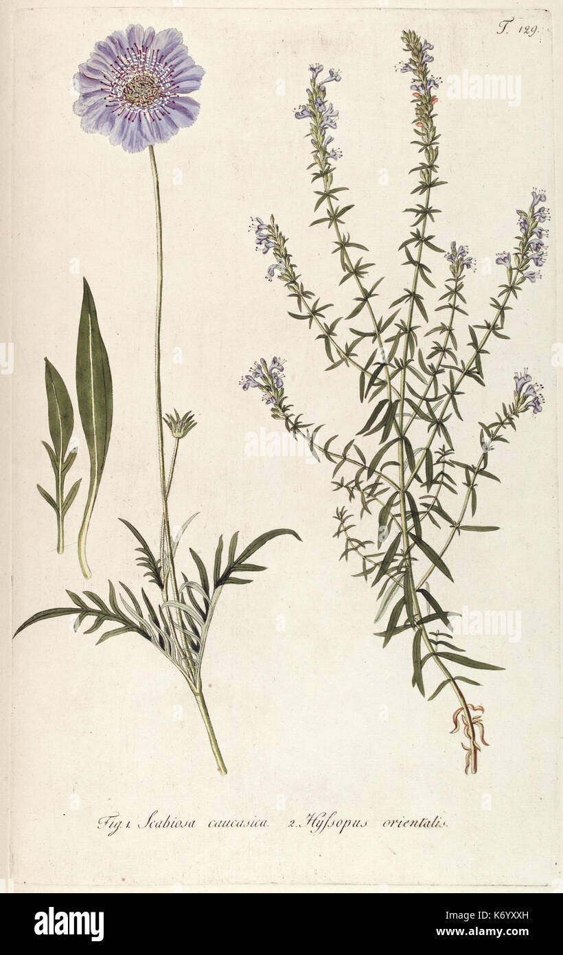 Fragmenta botanica, coloratis figuris illustrata (T. 129) (7943790910) Foto Stock