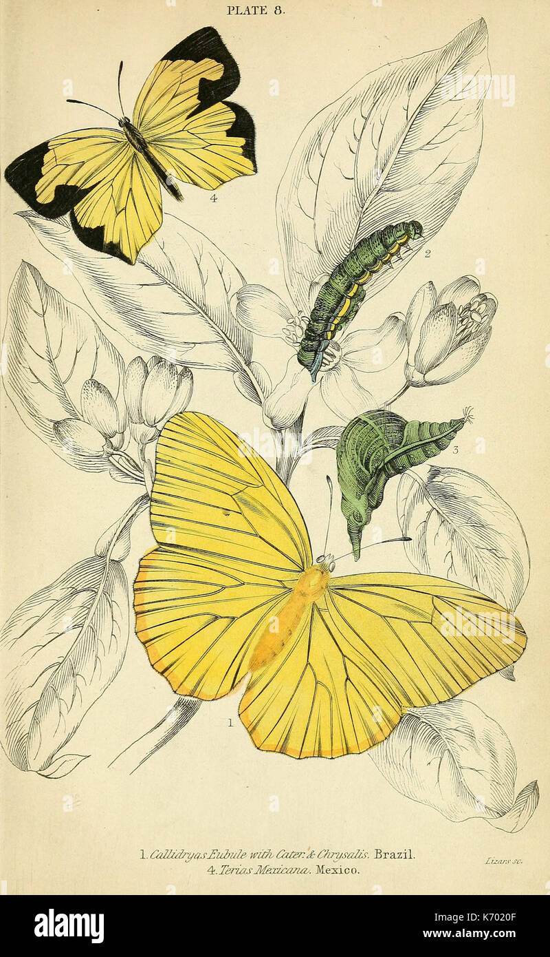 Farfalle straniere (piastra 8) (6045544899) Foto Stock