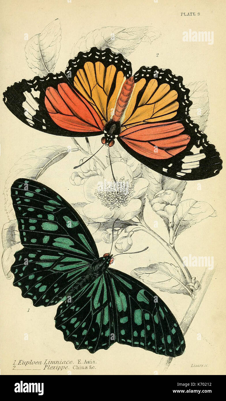 Farfalle straniere (piastra 9) (6045545343) Foto Stock