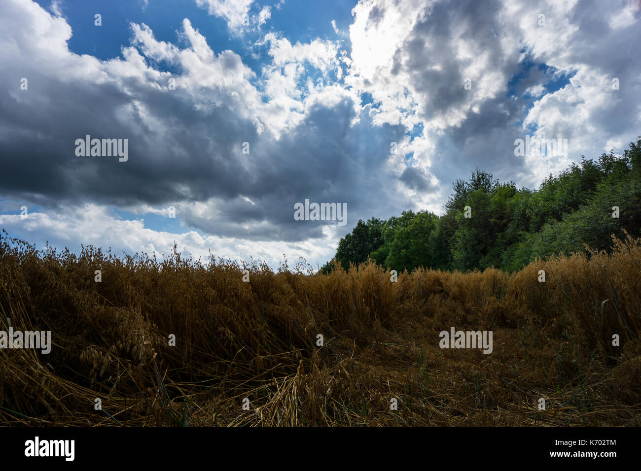 All'interno di un campo di oat danneggiato dalla pioggia circondato da alberi verdi con cielo blu Foto Stock
