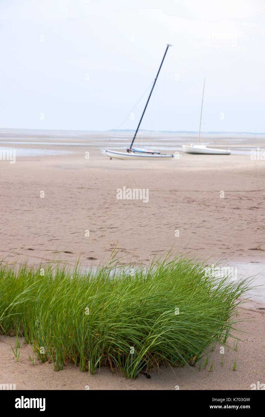 Barche a vela a terra in sabbia a bassa marea con piante fanerogame in primo piano. Eastham, Massachusetts, Cape Cod, STATI UNITI D'AMERICA. Foto Stock