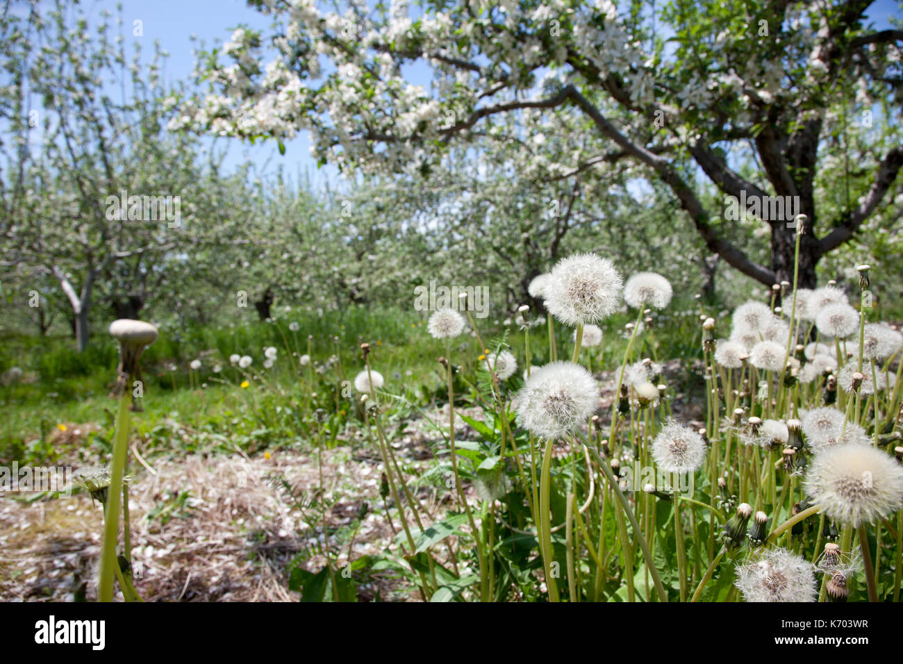 Il tarassaco bianco al vento in primavera con un meleto in fiore Foto Stock
