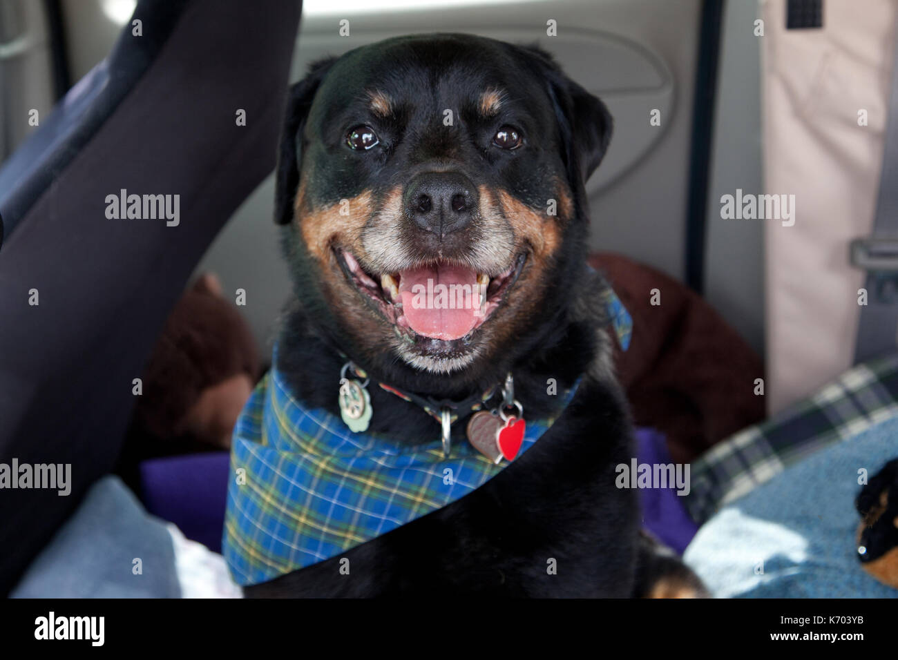 Sorridente nero e marrone di razza cane in auto che indossa una sciarpa tartan Foto Stock